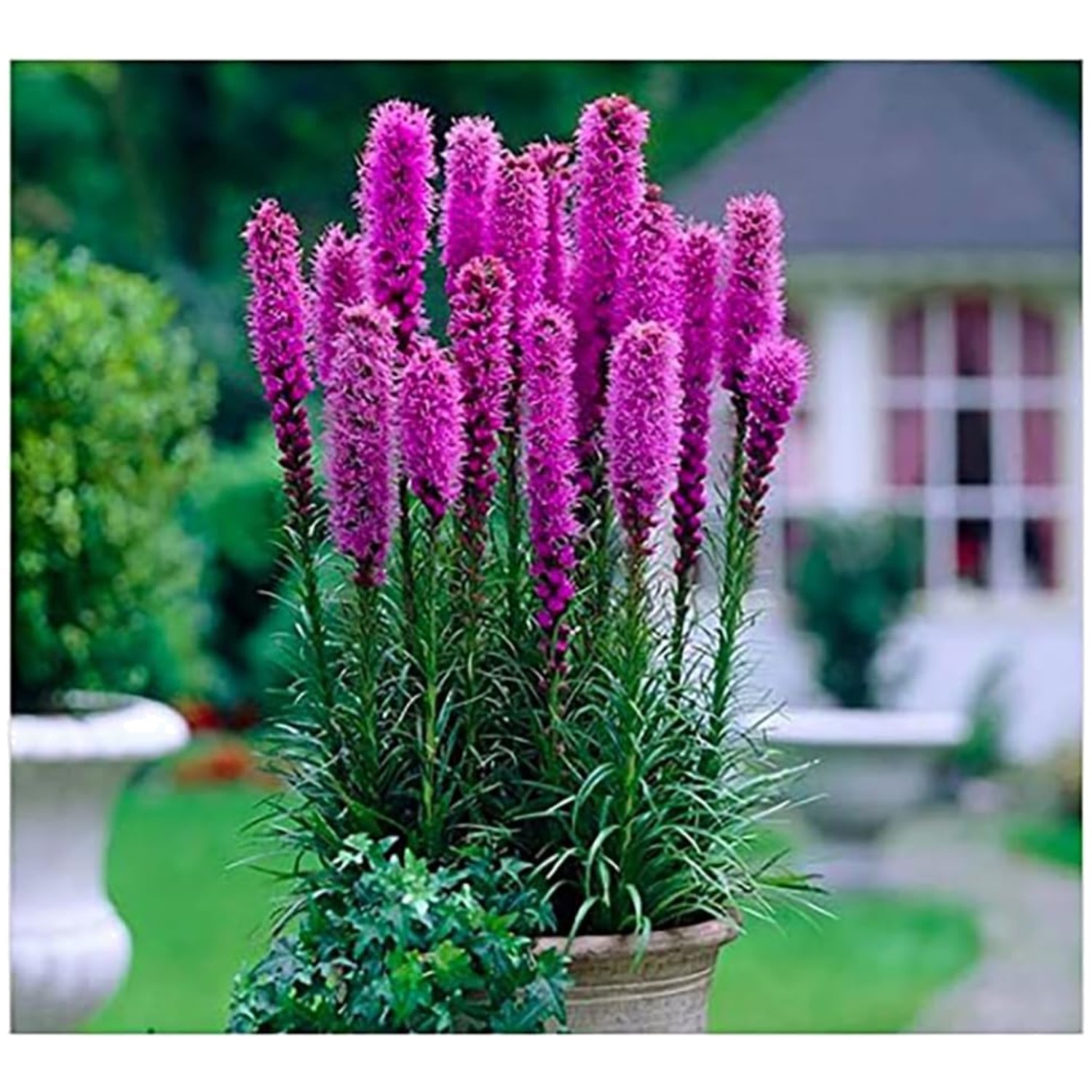 Perennial Liatris Bulbs – 10 Pack for Planting