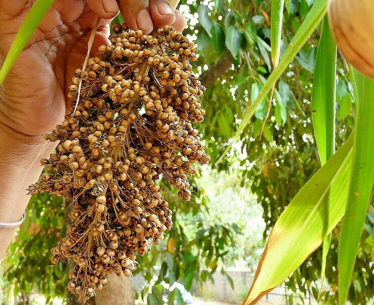 400+ROX ORANGE Sweet SORGHUM Seeds Organic Sugar Native Waconia Natural Syrup