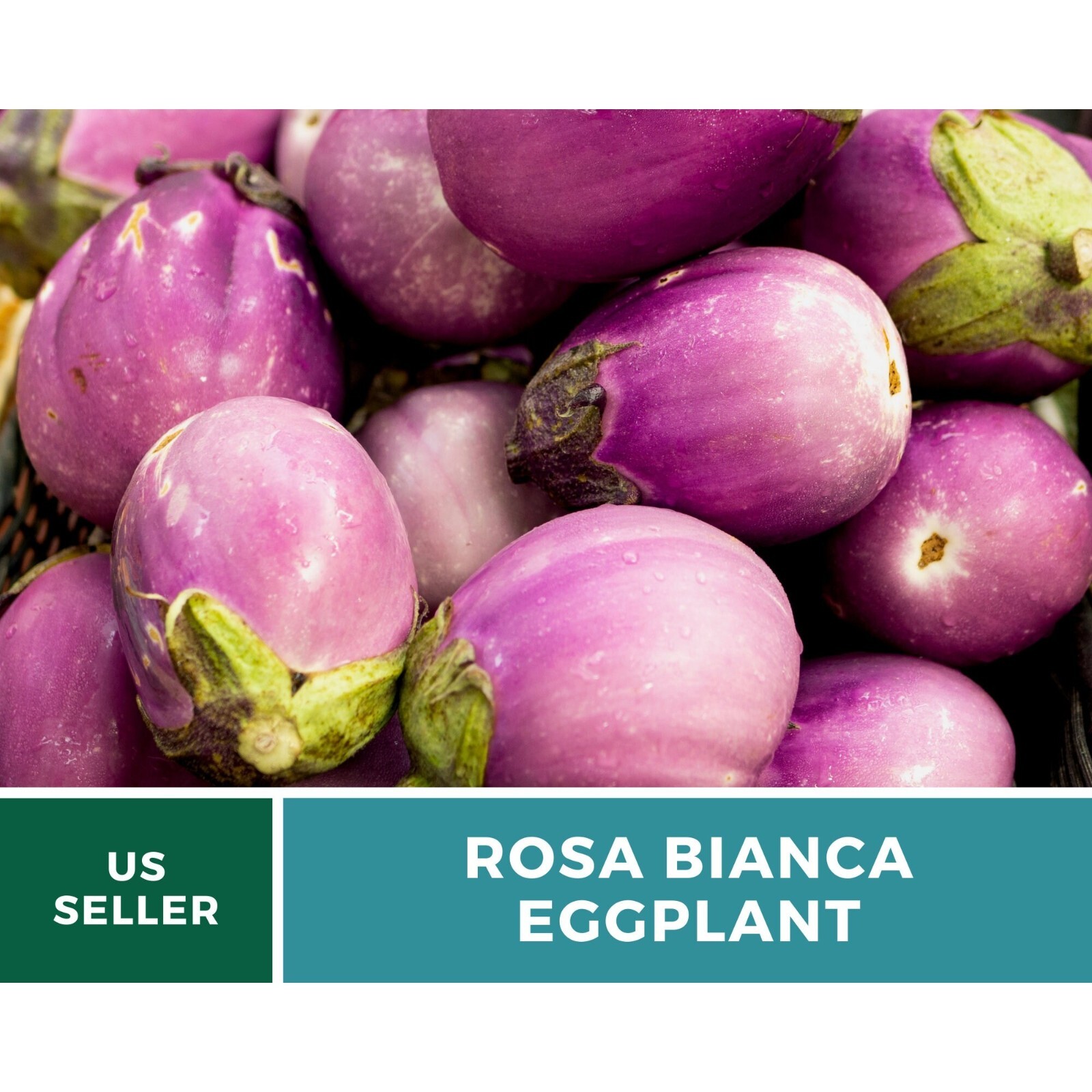 Eggplant, Rosa Bianca – 50 Seeds – Heirloom Seeds – Open Pollinated – Non-GMO (S