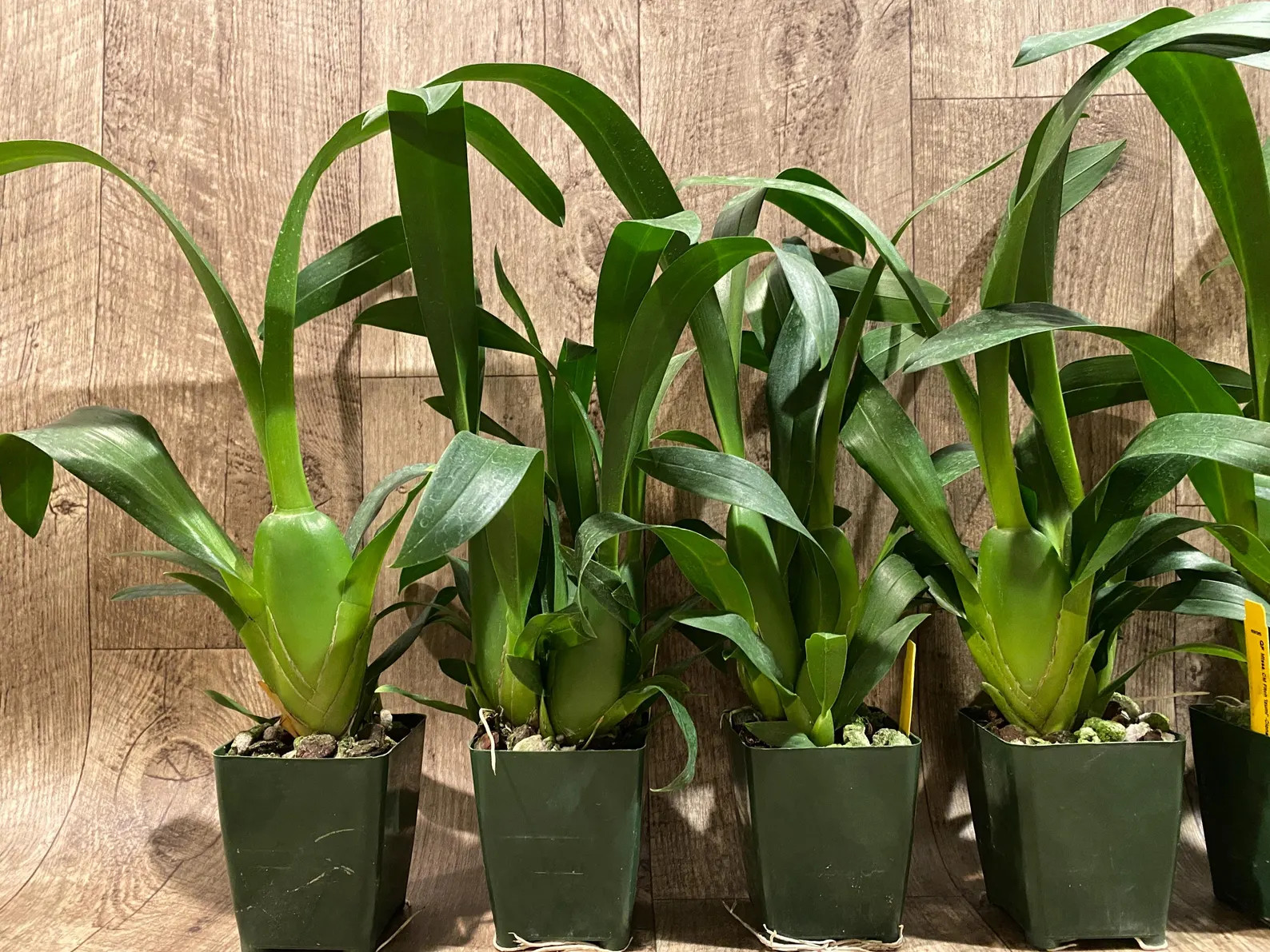 Fragrant – Miltassia Charles M. Fitch ‘Izumi’ (BS, 3.5″ pot)