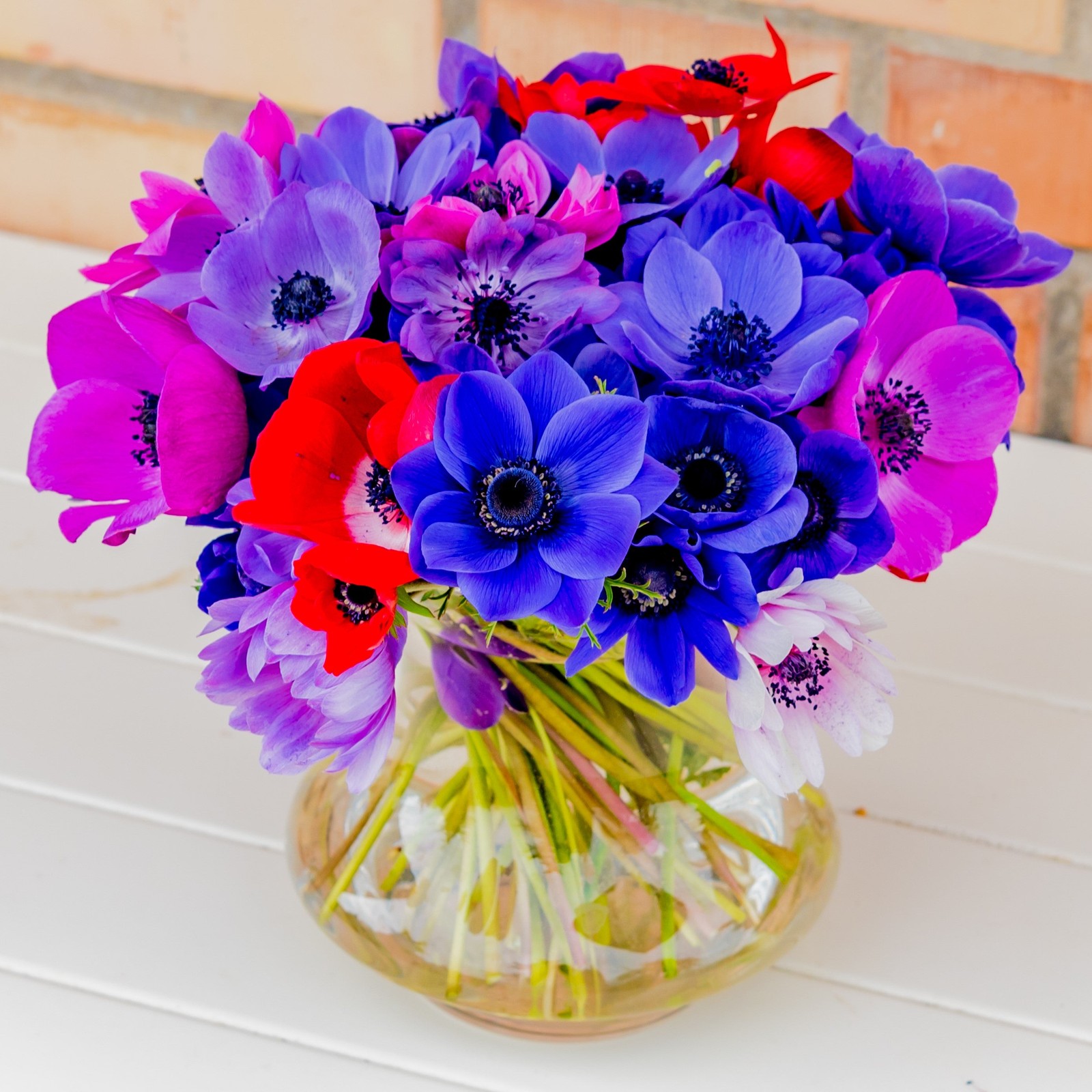 Easy to Grow Anemone Monarch de Caen Mix 60 Plant Bulbs Spring Flowers Zone 8-10