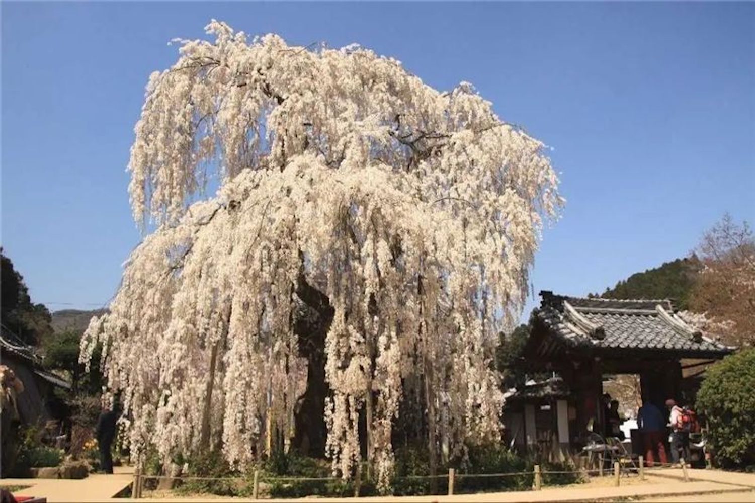 (10) WEEPING SAKURA CHERRY TREE SEEDS rare exotic flower USA SELLER W/TRACK