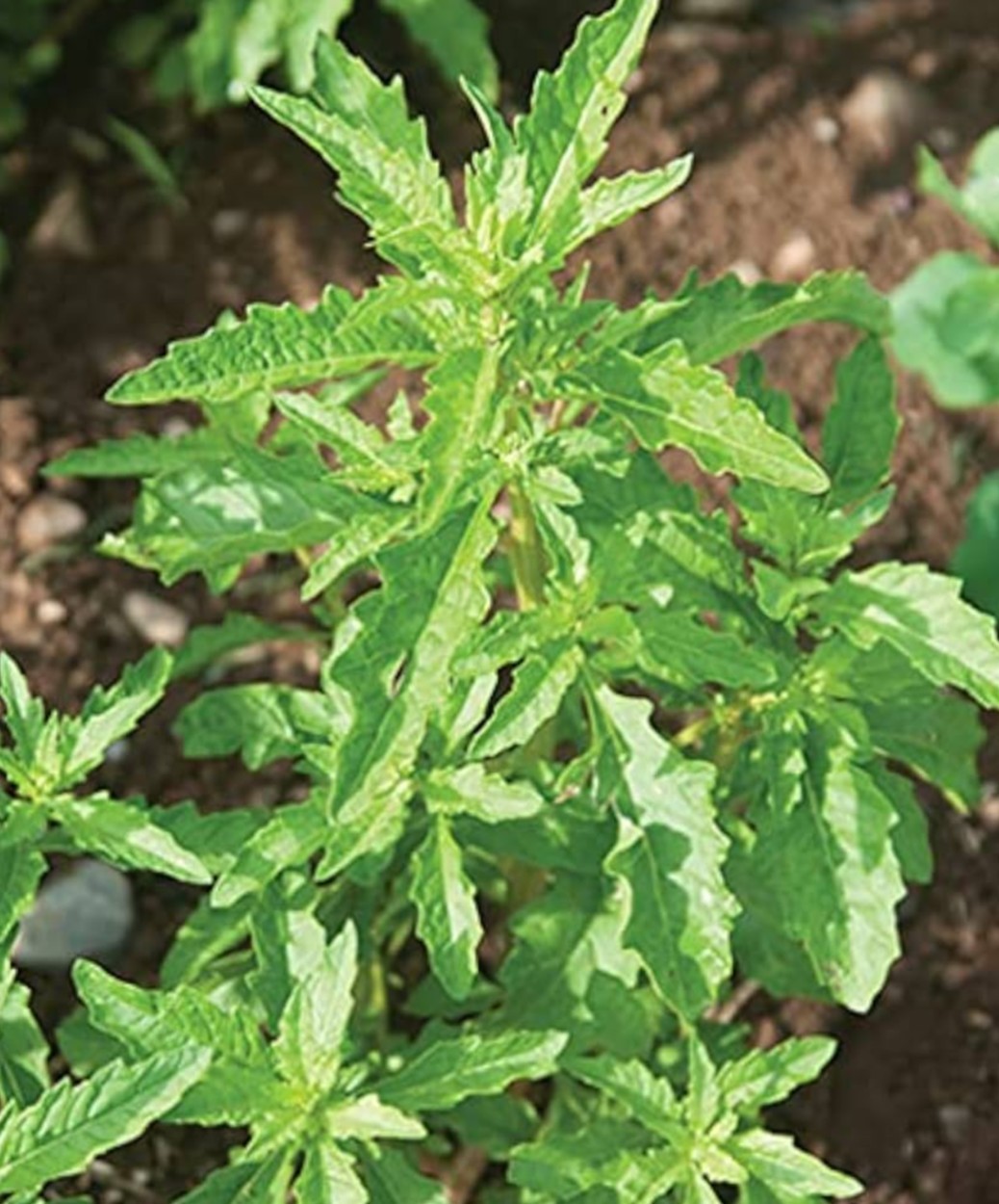 (3) 1 Oz. Packages-Organic Epazote Herb Bulk Seeds