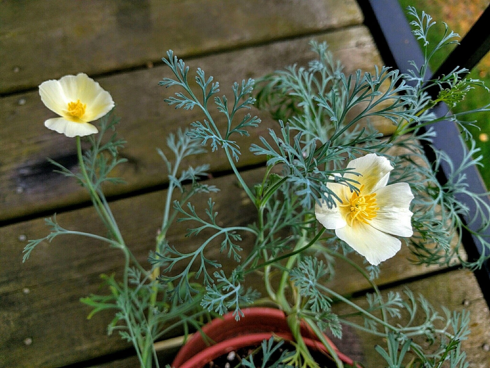 California Poppy Premium SEEDS White Linen annual flower Attracts Pollinators