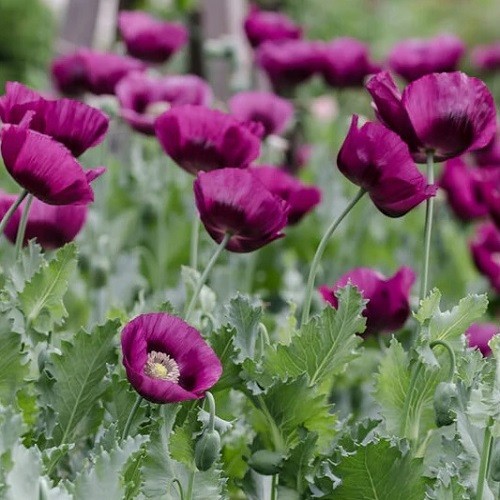 1,500 – 5,000 Stratified Lauren Springer’s Grape Papaever Somniferum Poppy Seeds
