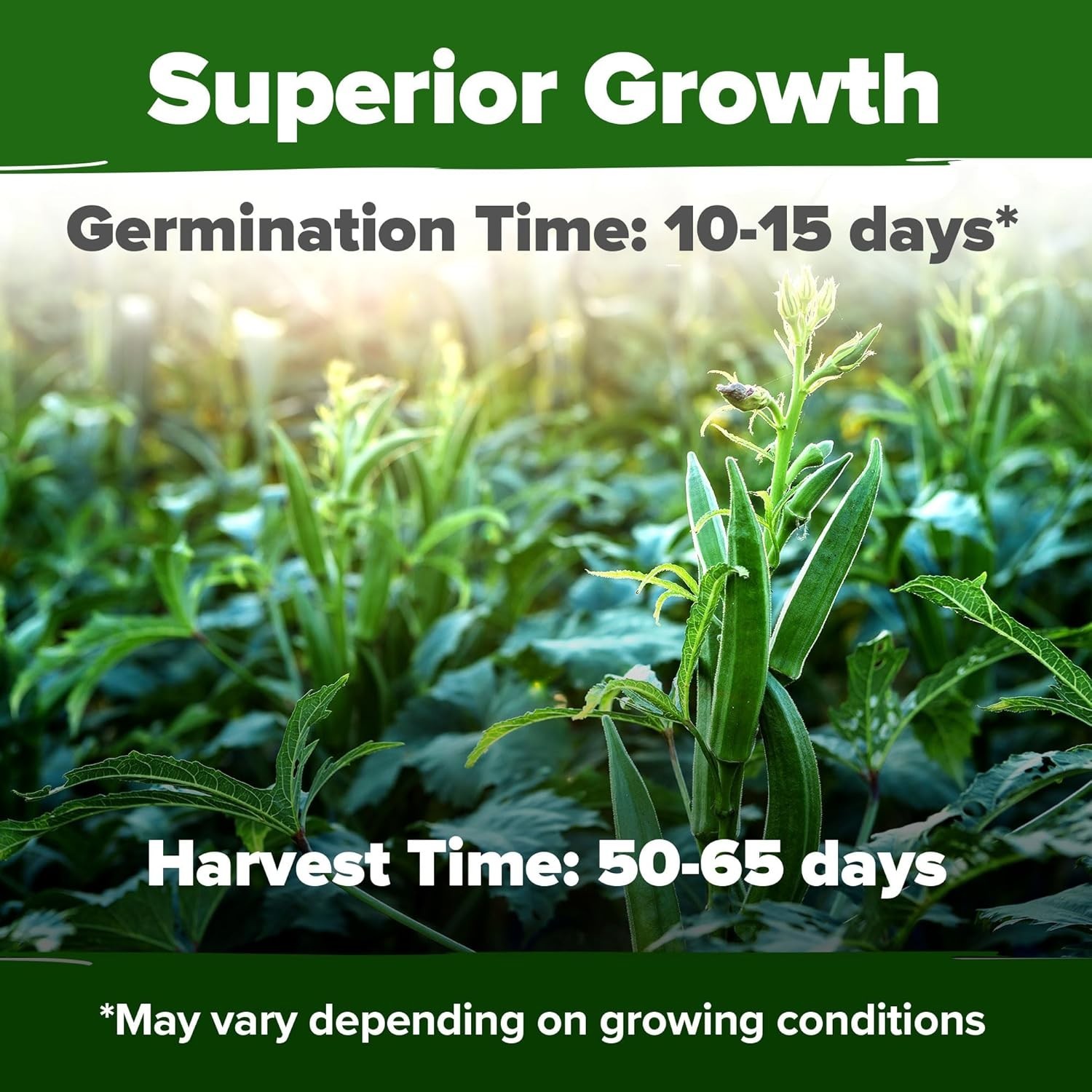 Easy to Grow Spineless Okra Seeds – 101+ Heirloom Seeds for Fresh Produce