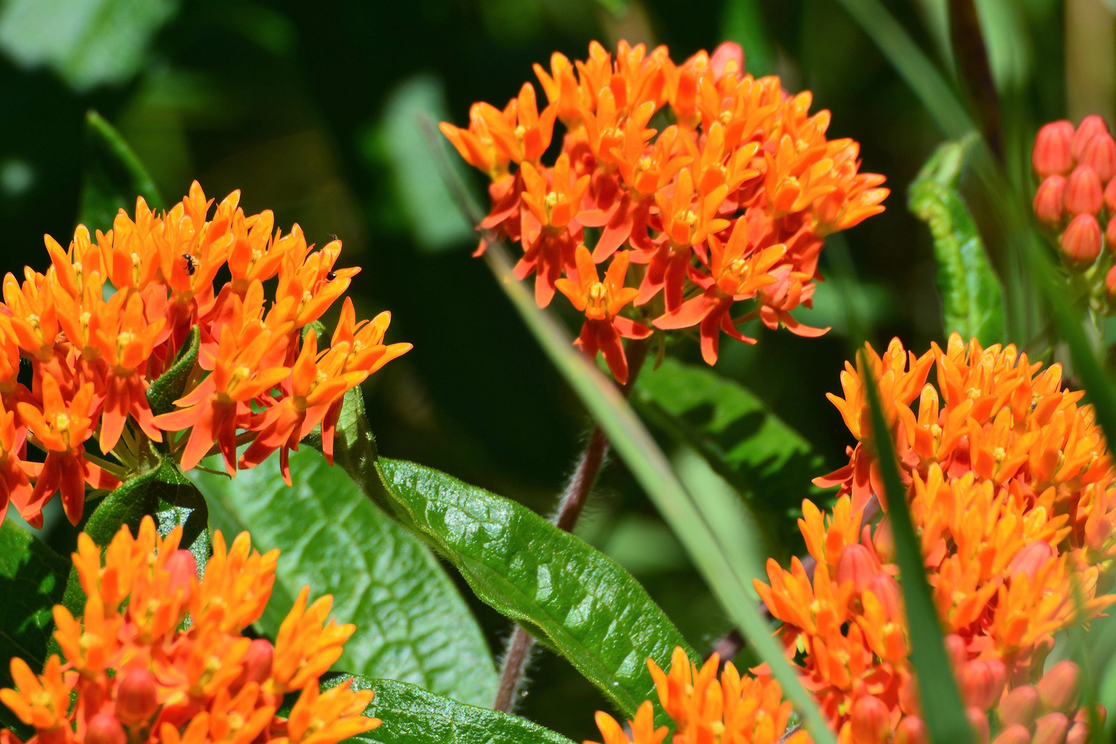 10 GAY BUTTERFLIES MILKWEED Red Yellow Orange Mix Asclepias Tuberosa Flower Seed