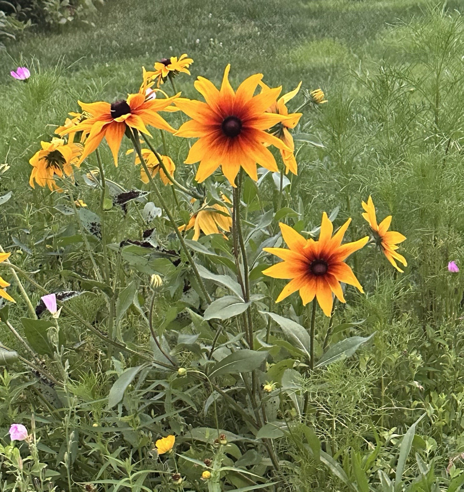 | Rudbeckia Hirta | Black Eyed Susan Flower Seeds | 50 Seeds