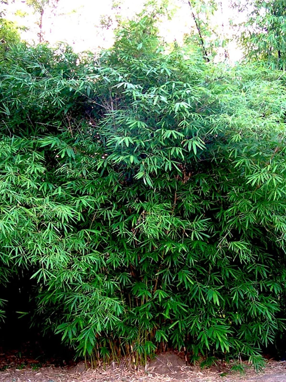 100 Dwarf Malay Bamboo Seeds Perennial Ornamental Seed Shots Privacy US SELLER