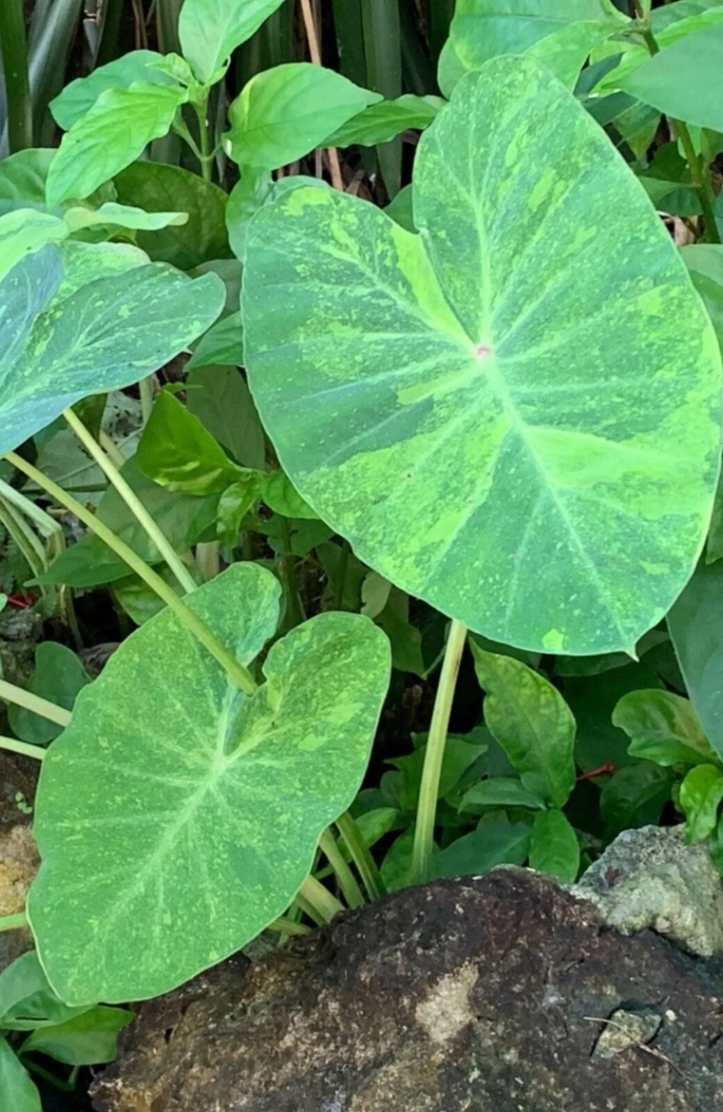 AUTHENTIC Colocasia Morning Dew 1 bulbs