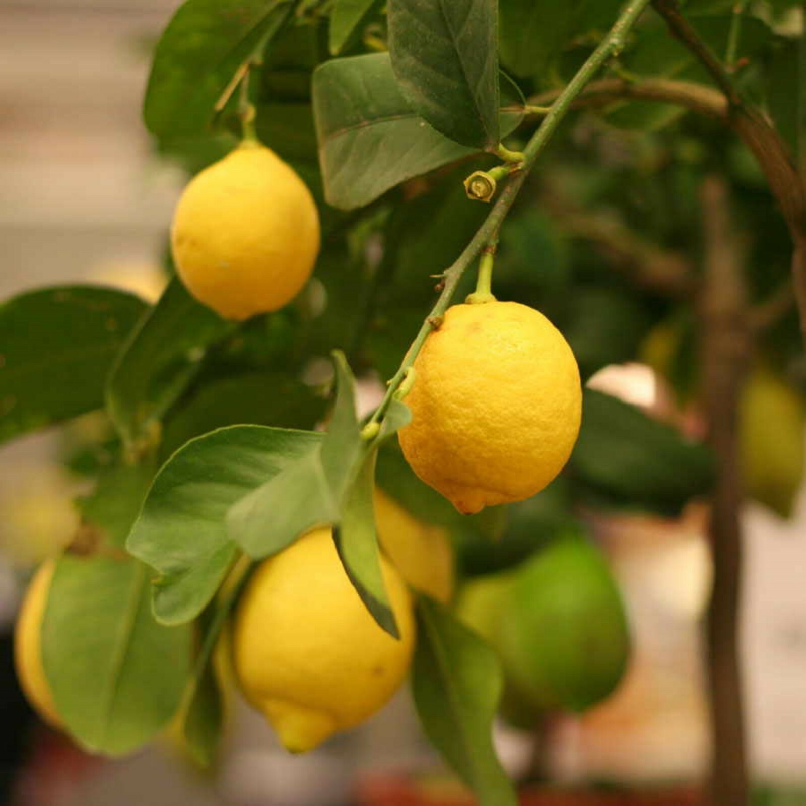California only!! Eureka Semi-Dwarf Lemon Tree, 18-36 inches tall, grafted plant