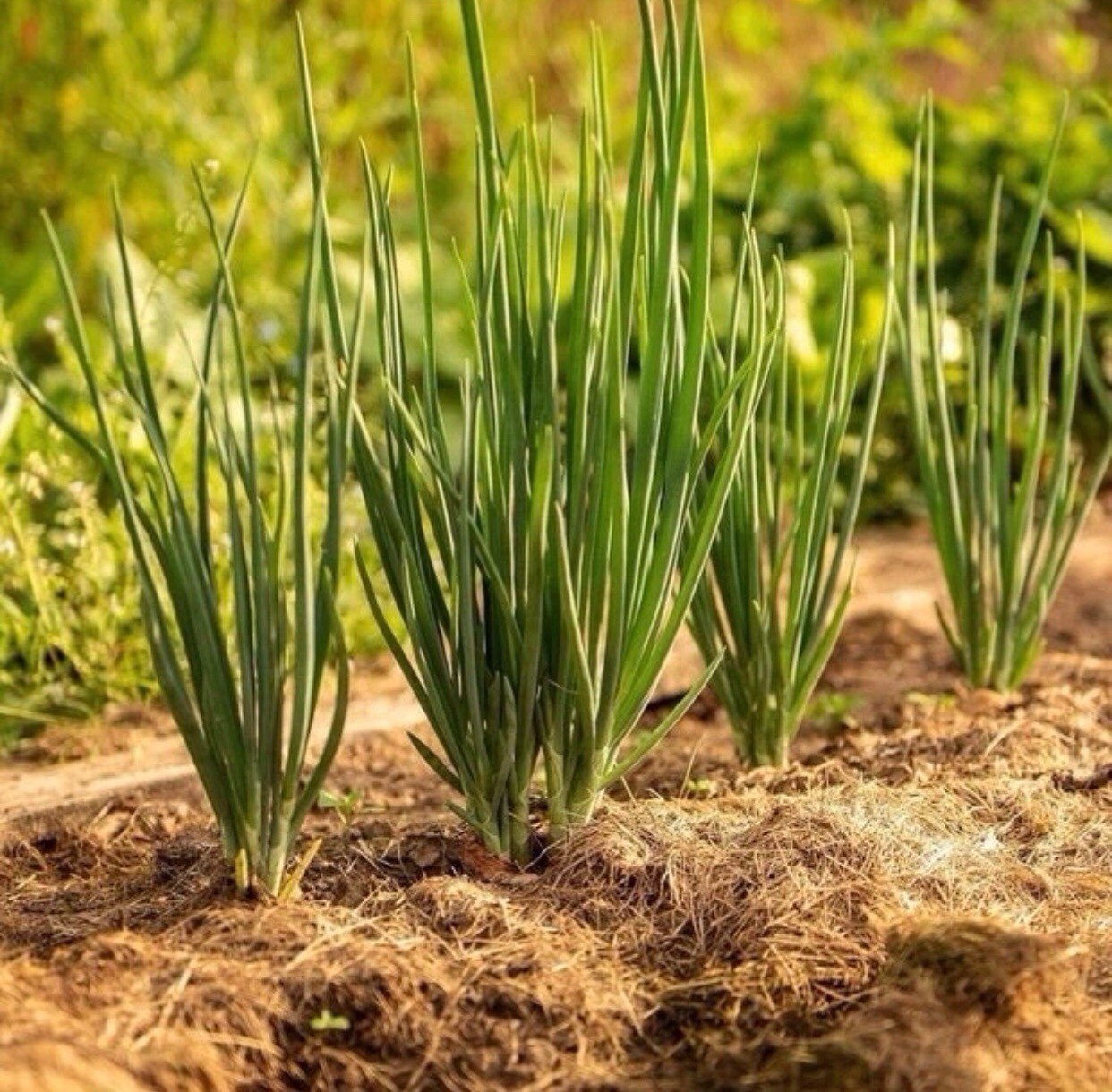 Onion – Bunching White Lisbon Seeds | Heirloom | Non-GMO | 500 mg (~150) Seeds
