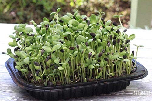 Sunflower Seeds organic for Sprouting Non-GMO Premium Seeds