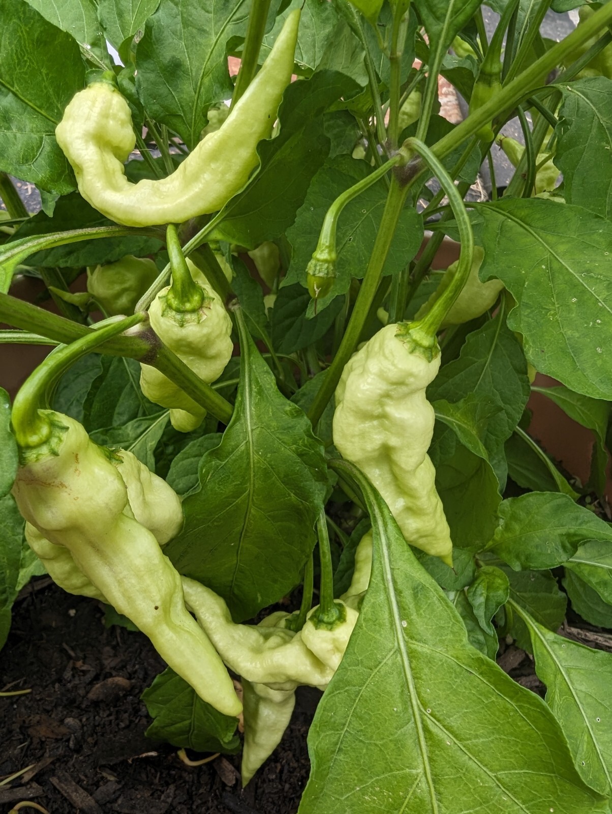 White Ghost ( mixed shape ) pepper ~~ 25 seeds