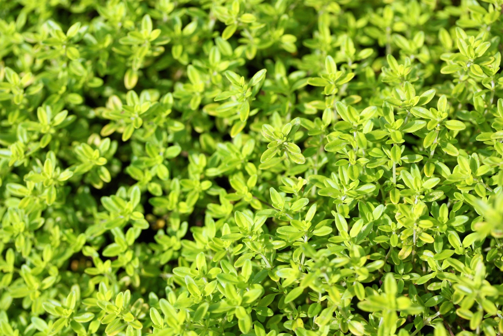 1000 LEMON THYME Thymus Pulegioides Herb Flower Seeds * Flat Shipping