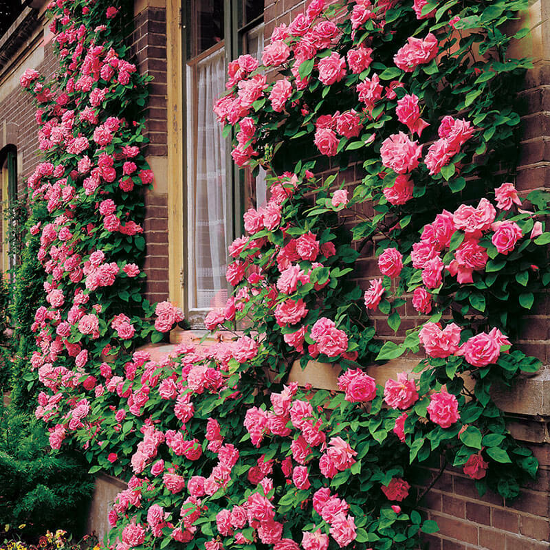 10 PINK CLIMBING ROSE Rosa Bush Vine Climber Fragrant Butterfly Flower Seeds