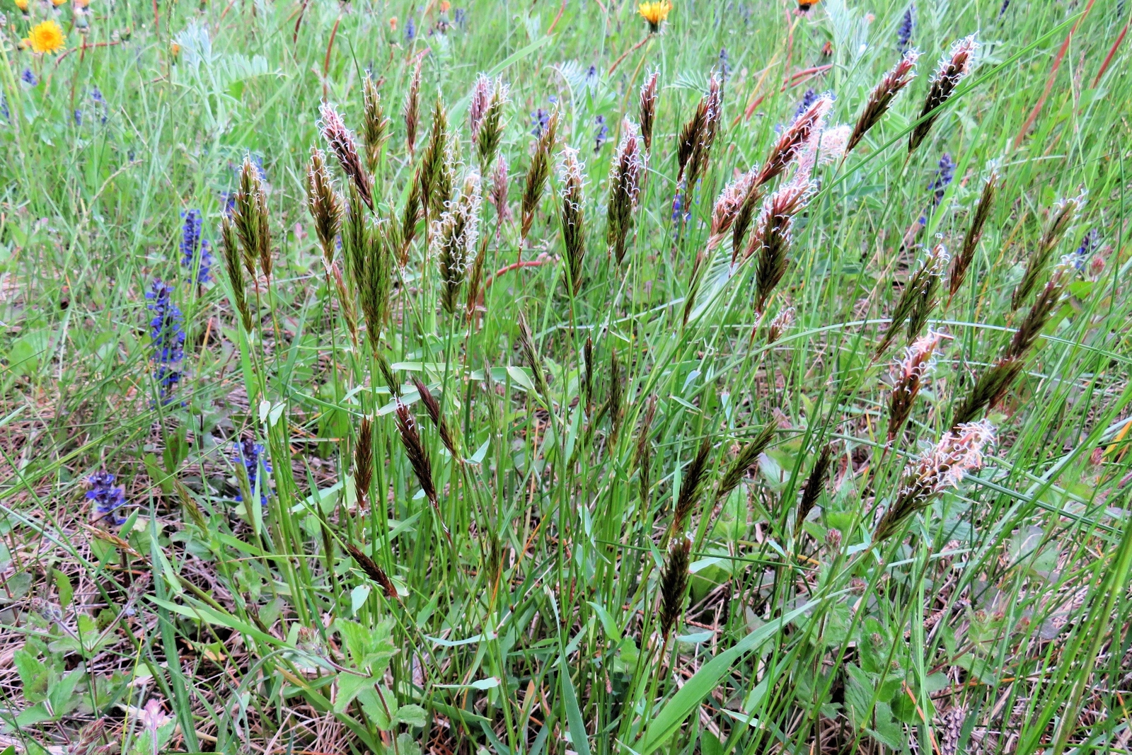 150 SWEET VERNAL GRASS Sweet Grass Vanilla Grass Anthoxanthum Odoratum Seeds