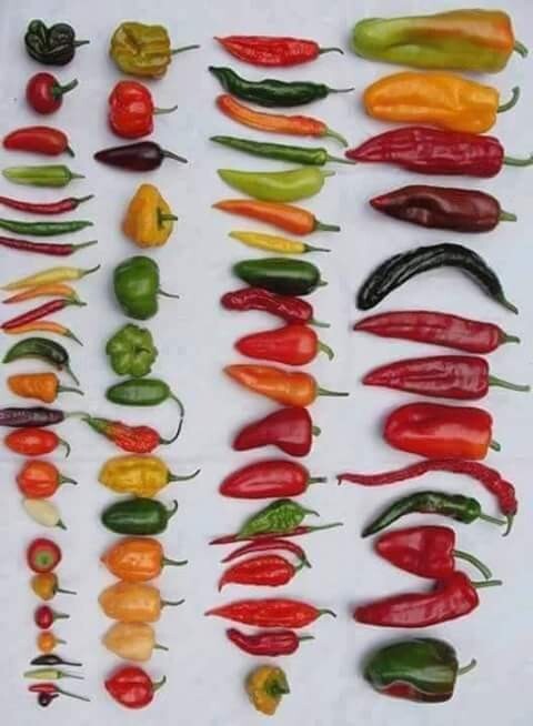 Organic Peppers 1-D