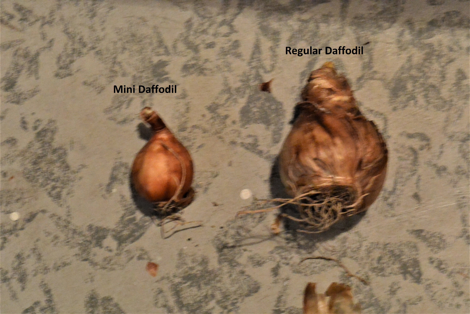 5 Miniature Daffodil BULBS ~ Mini Rock Gardens **FALL Planting