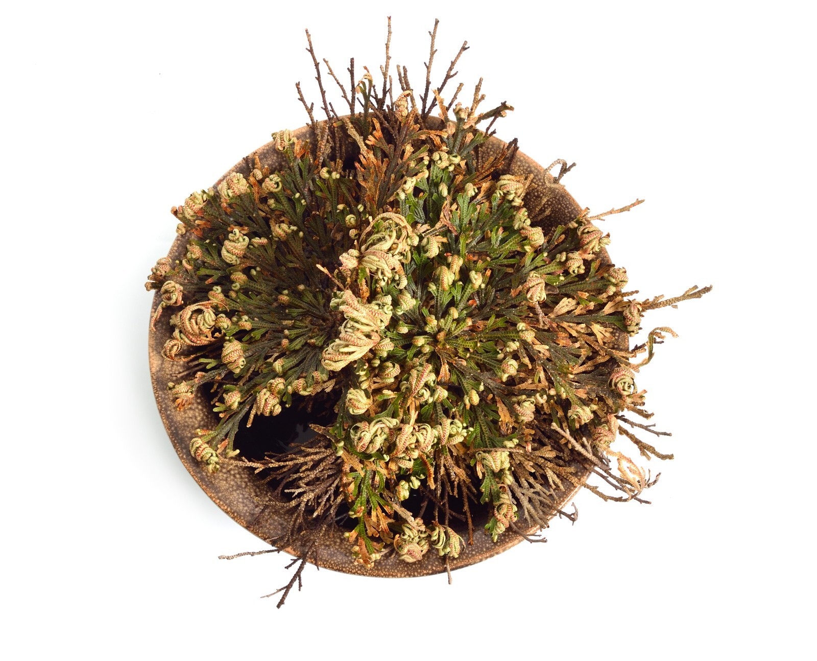 Rose of Jericho Flower Resurrection Rose Flor de Peña Selaginella Lepidoph Plant