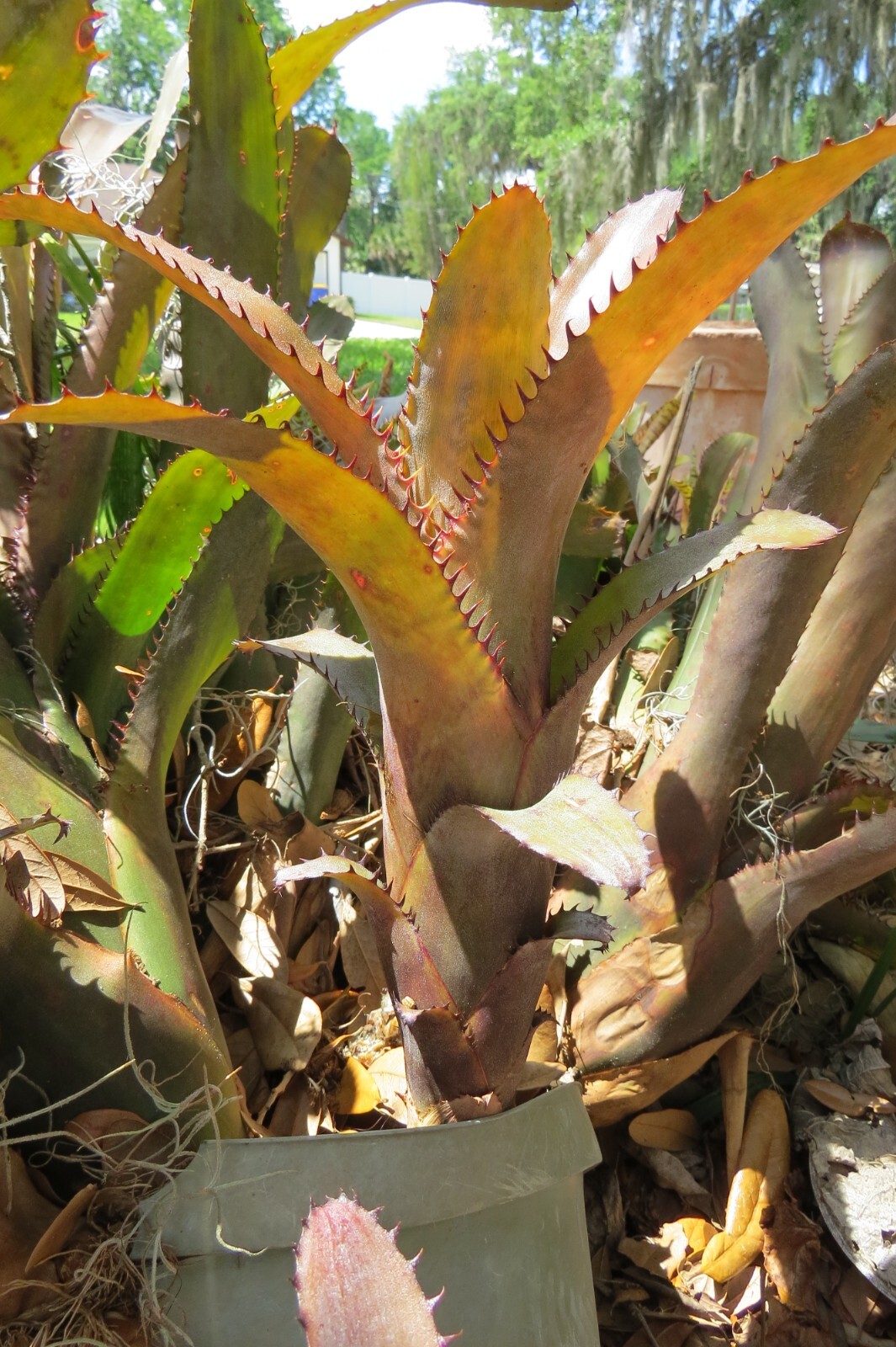 Aechmea unknown