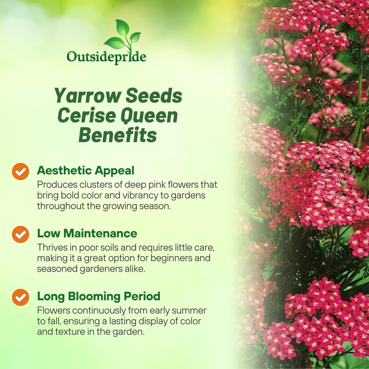 5000 Seeds Achillea Cerise Queen Drought Resistant Yarrow Garden Flower Plant