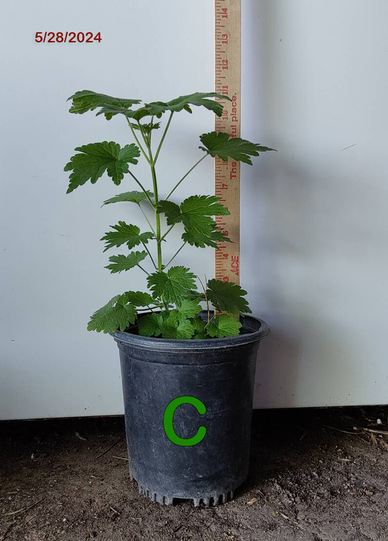 1(One) Live “MOTHERWORT” Plant about 4-11″ Tall