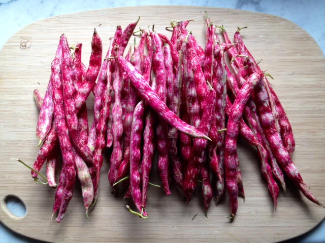 Pink Cranberry Bean Seeds |Dwarf Horticultural Taylor Italian Borlotti Seed 2024