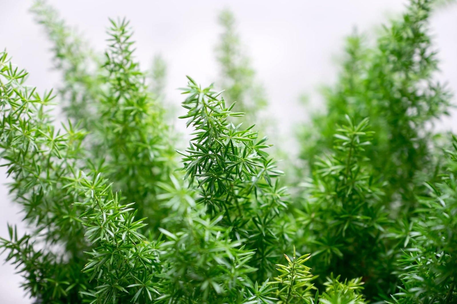Emerald Fern Seeds for Planting (6 Seeds) – Foxtail Fern, Asparagus sprengeri