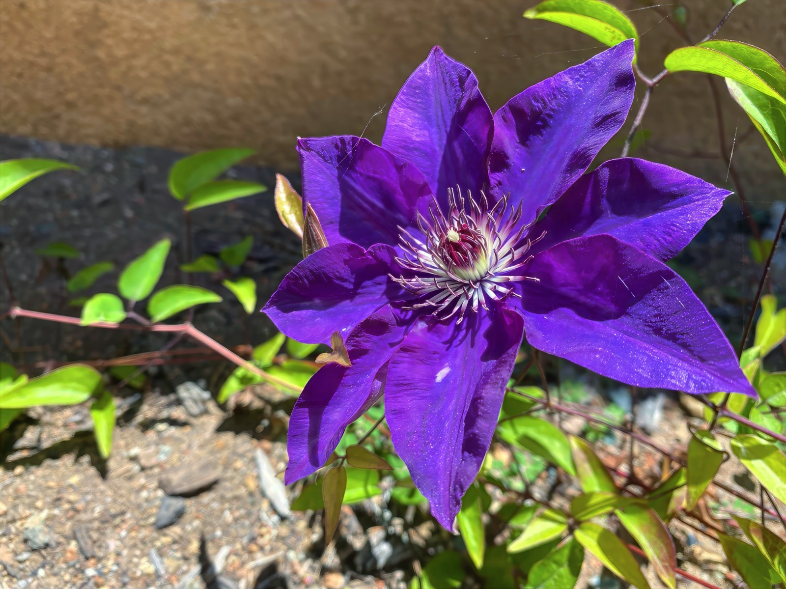 Purple Clematis viticella Seeds, Italian Leather Flower, Hardy – 4 Climber Vine