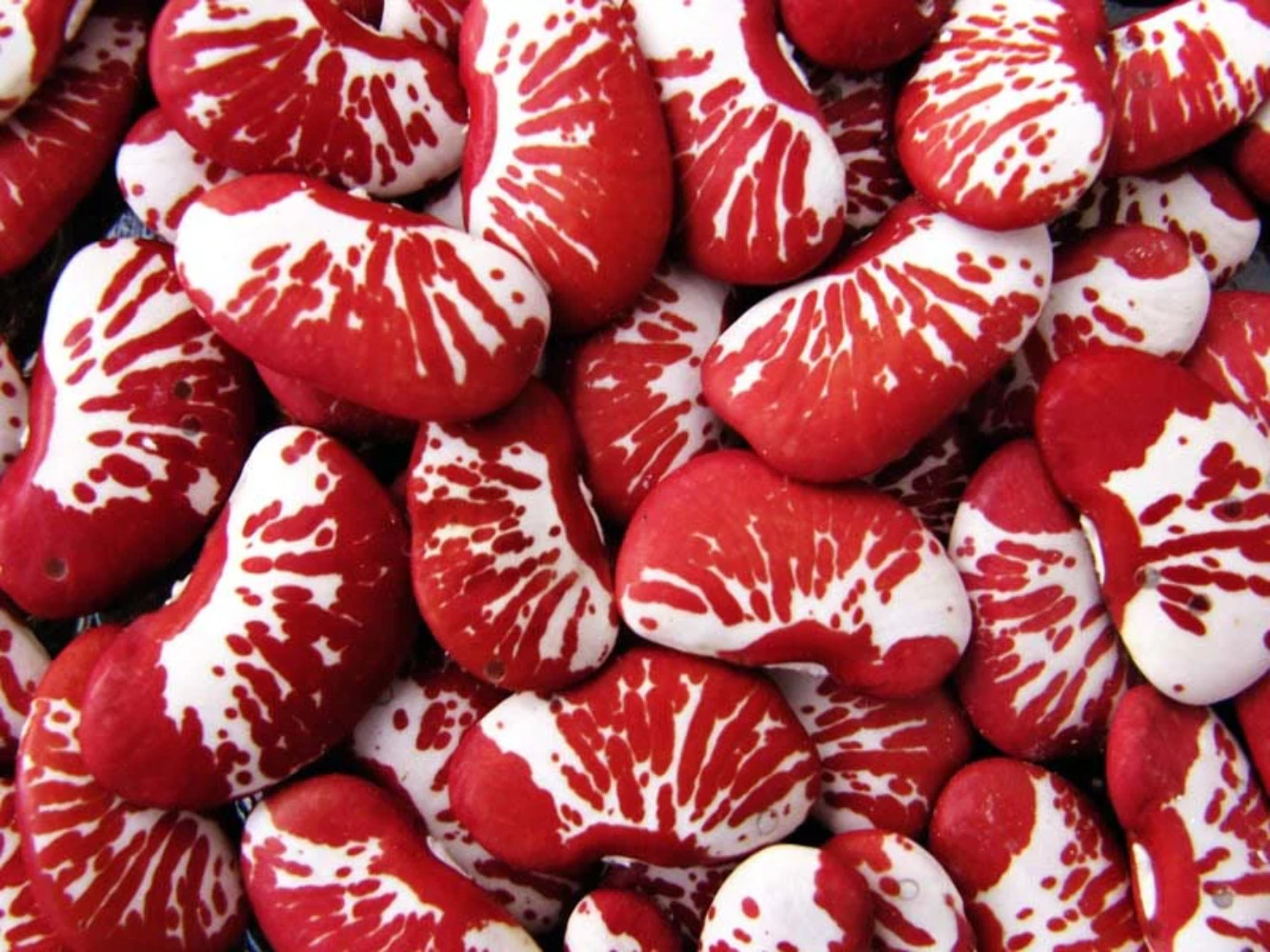 15 CHRISTMAS LIMA BEAN Calico Chestnut Phaseolus Lunatus Legume Vegetable Seeds
