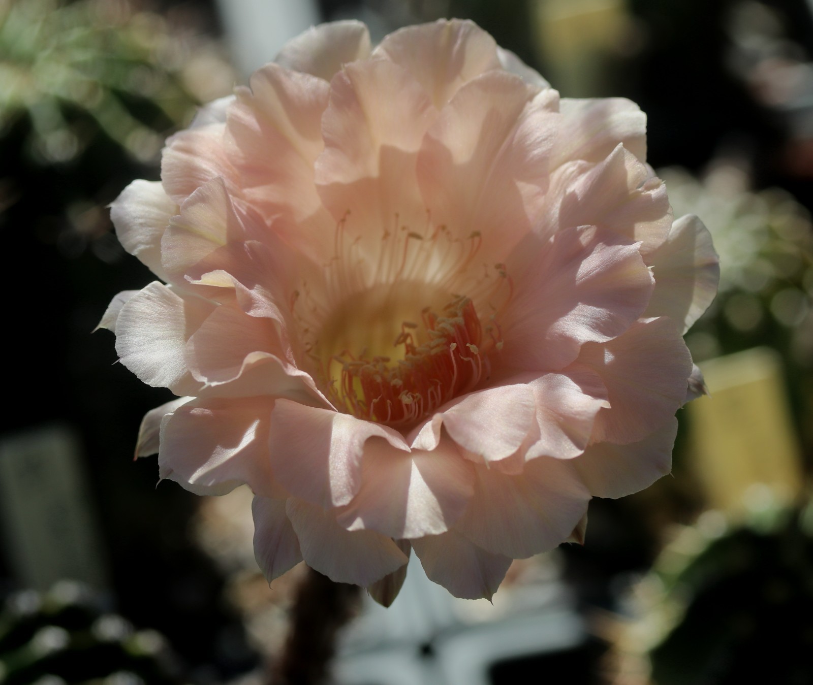 Echinopsis hybrid ‘Baron’