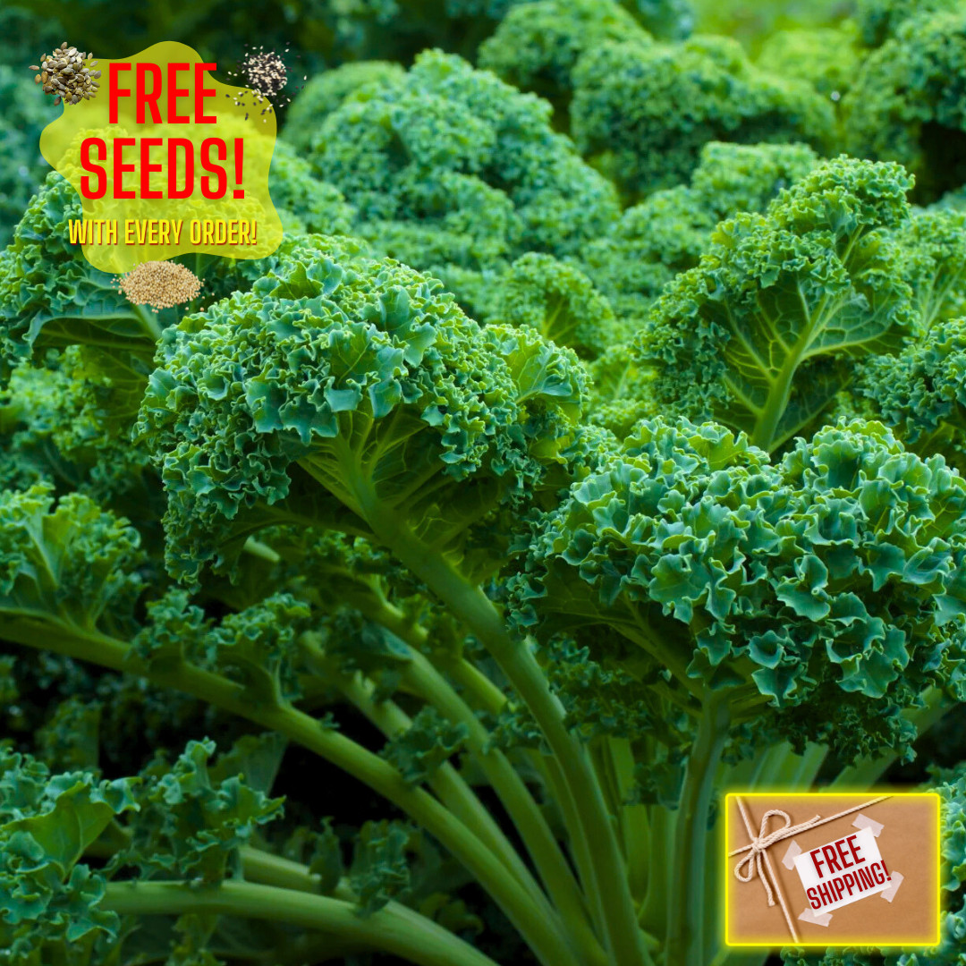 Fresh Blue Scotch Curled Kale Seeds | Heirloom Non-GMO | Fresh Vegetable Seeds