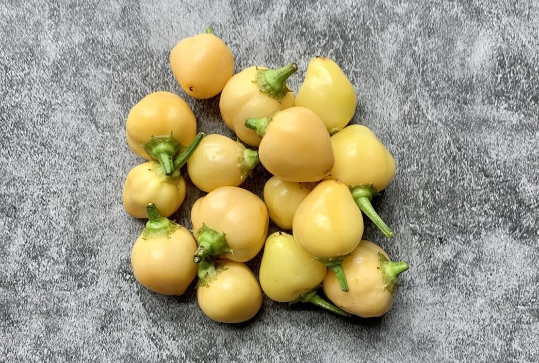 Sugar Rush Peachadew Pepper Seeds 10+