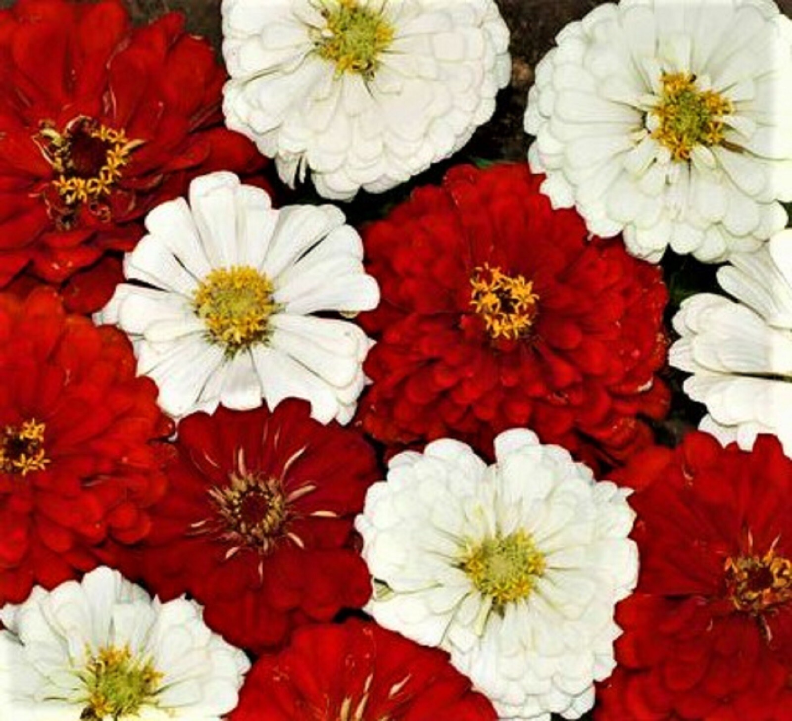 Beautiful Stop Sign Zinnia Seeds 100+ Seeds BUY 4 GET FREE SHIPPING