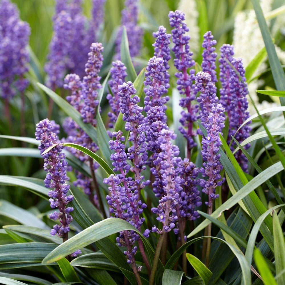 10 LILYTURF Flower Seeds Liriope Muscari Big Blue Lily Turf Clean Seed From 2024