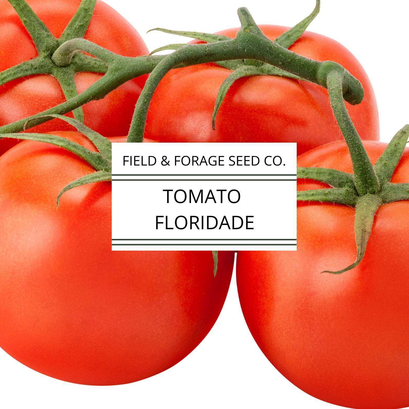 Tomato Floridade | Heat-Tolerant Heirloom | Non-GMO | 300 Seeds