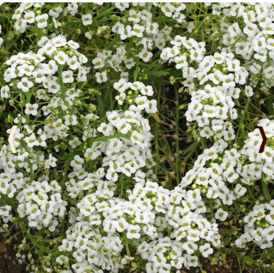 Landscaper’s Pack Alyssum DWARF CARPET BLEND Fragrant Groundcover 5000 Seeds!