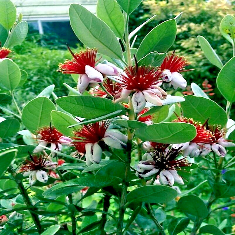 20 PINEAPPLE GUAVA TREE SEEDS “Brazilian Fig Guava Fruit” Tropical Flower Plant