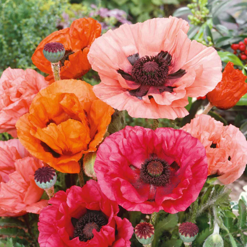 Poppy ORIENTAL Mixed Colors Red + Perennial Papaver orientale NonGMO 500 Seeds