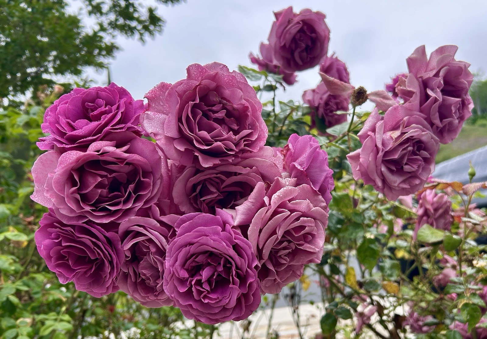 Fragrant-Cluster-Purple-Pink Rose, Arctic Blue Rose – 5 Cuttings for planting