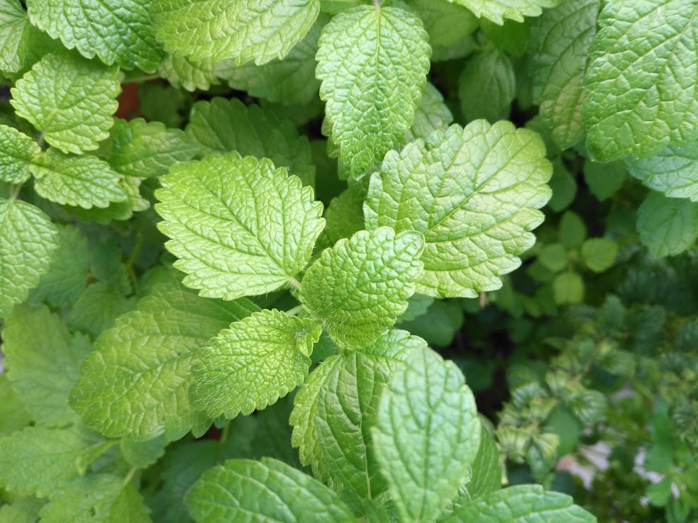 1000 Lemon Balm Herb Seeds Melissa officinalis for Mint Tea Pot Container Garden