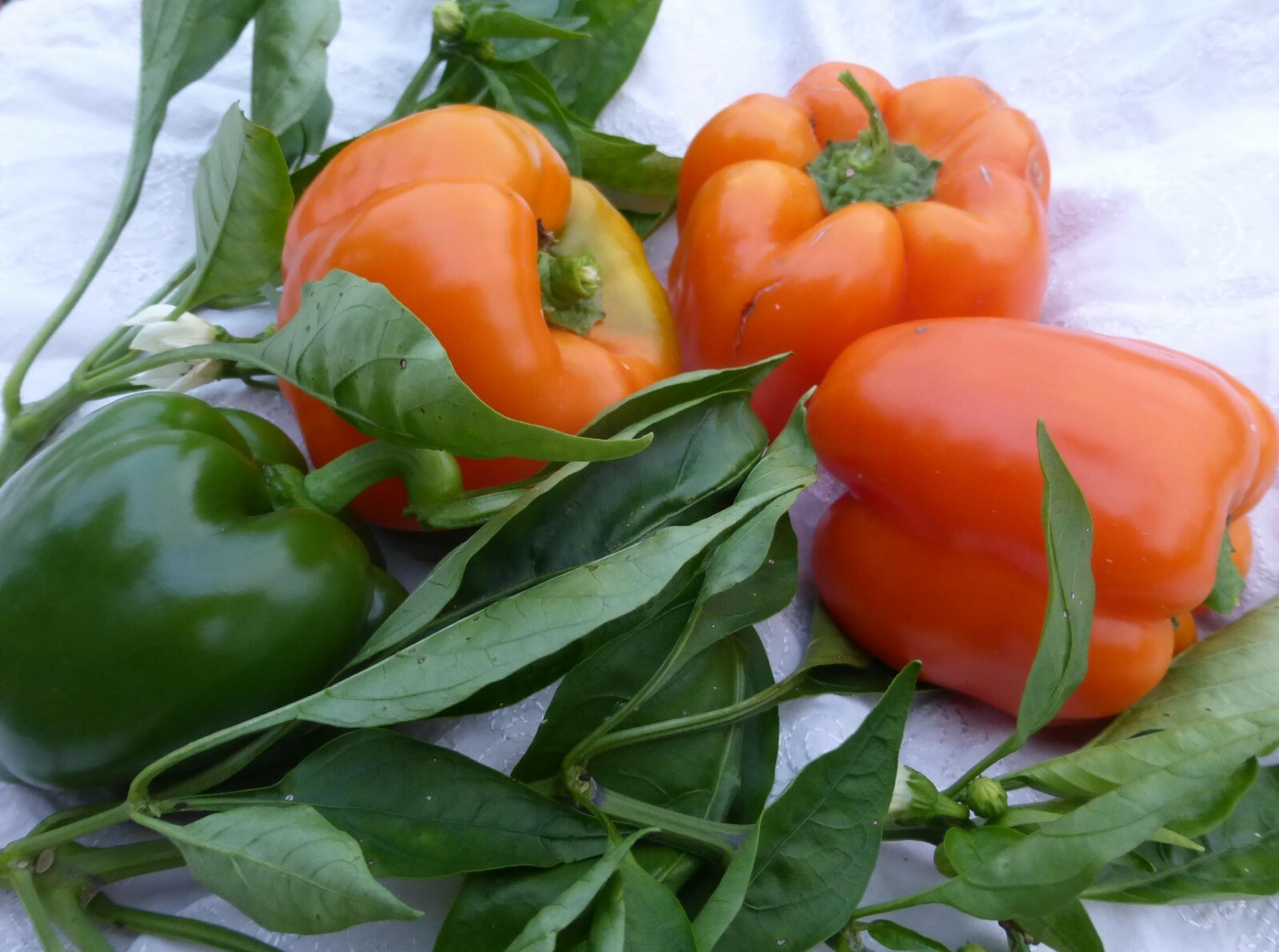 California Wonder bell pepper seeds NON-GMO VERY HEALTHY BIG TASTE NUTRITIOUS!