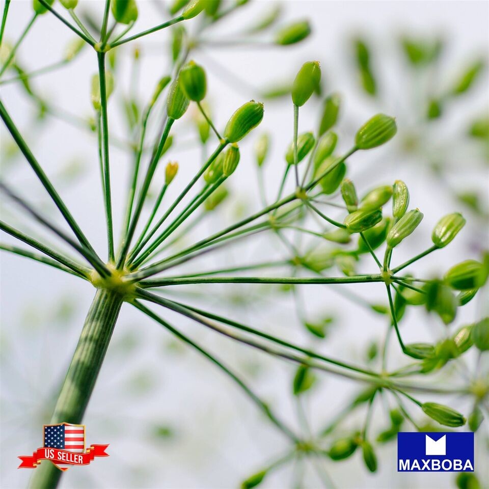 1000 Bouquet Anethum Herb Seed graveolens Dill Non-GMO Heirloom