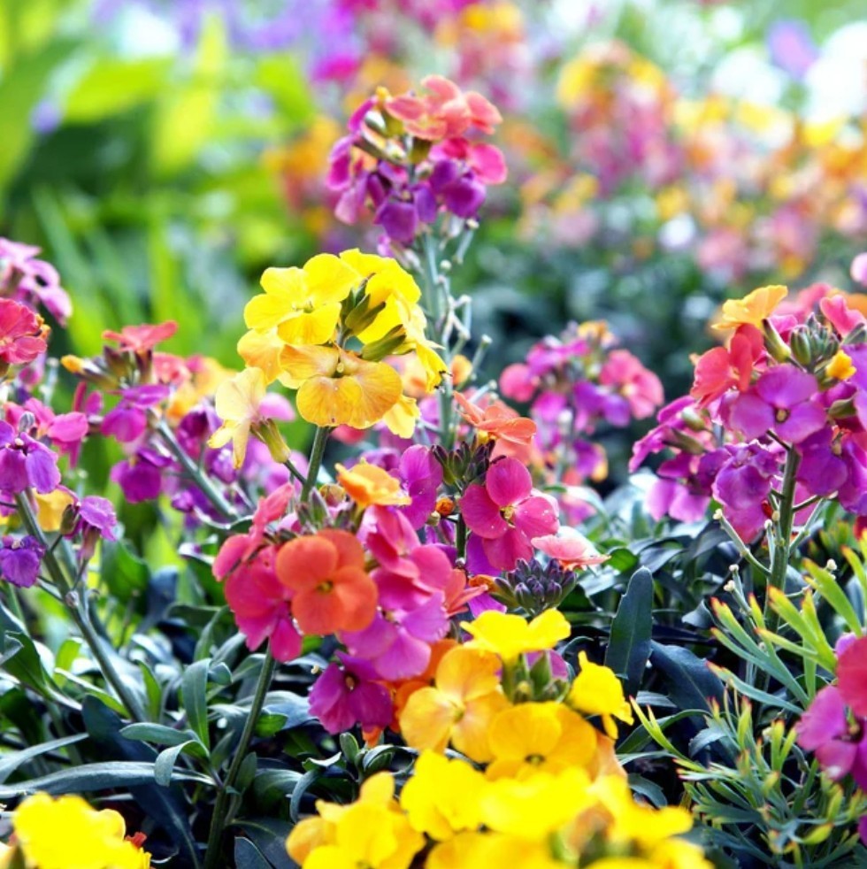 300+ English Wallflower Seeds **Fresh Seeds** ~~Free Shipping~~