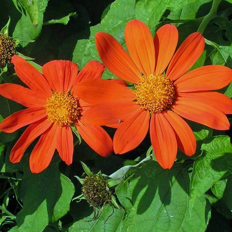 Tithonia rotundifolia | Mexican Sunflower| 100_Seeds