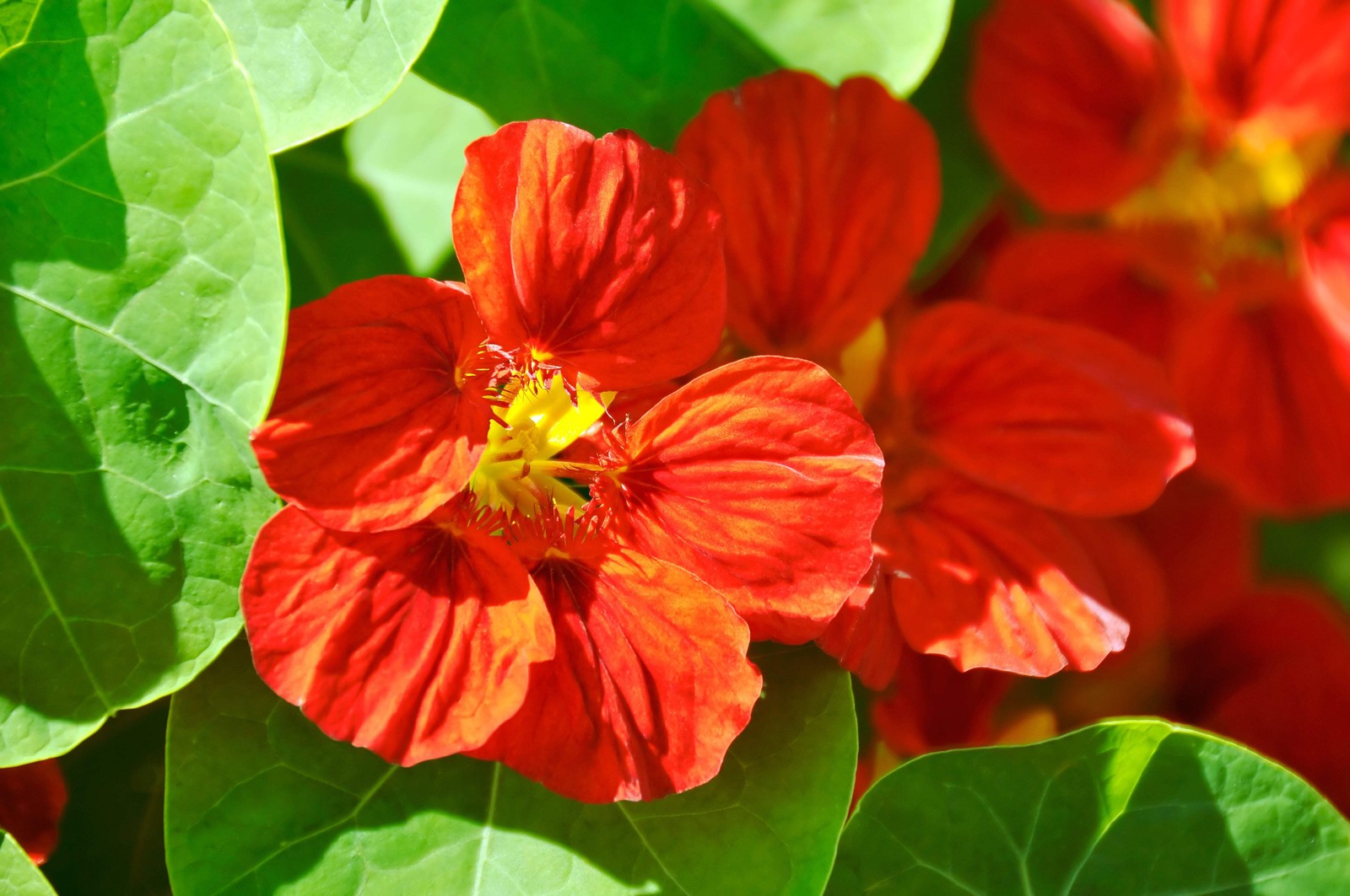 25 Dwarf RED EMPRESS NASTURTIUM Tropaeolum Nanum Hummingbird Flower Seeds