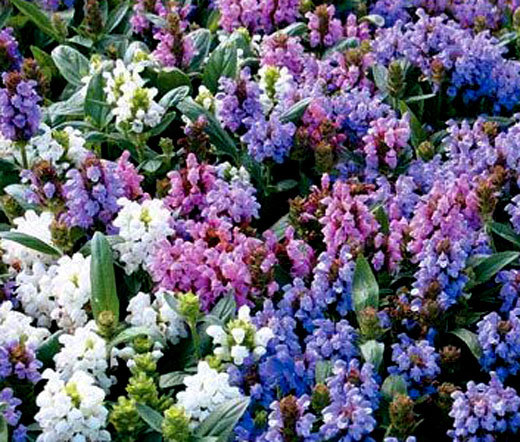 PRUNELLA SELF HEAL PAGODA MIX Prunella Grandiflora – 125 Bulk Seeds