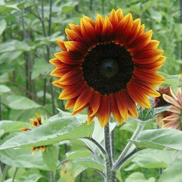 50+ EARTHWALKER SUNFLOWER SEEDS – HEIRLOOM – COLORFUL ——— RARE