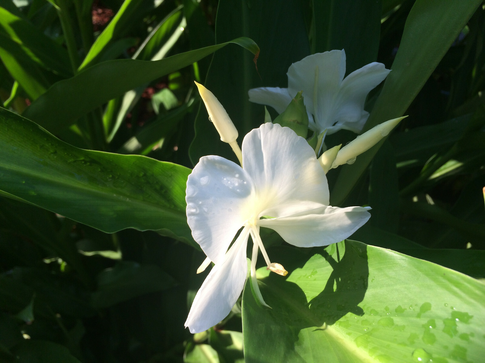 White Ginger (Hedychium coronarium) Fragrant, Beautiful, Hardy, Easy BIG BULBS +